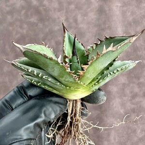 [Lj_plants]W520 special selection stock agave chitanota real raw less name finest quality a little over ... selection . stock finest quality beautiful stock 