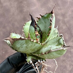[Lj_plants]W521 special selection stock agave chitanota real raw less name short . leaf a little over . large . cover selection . stock finest quality beautiful stock 