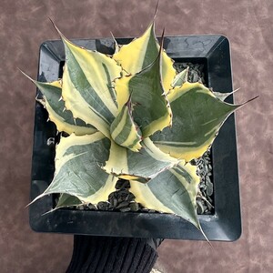 [Lj_plants]W531 succulent plant agave palasana Imp reshoni -stroke finest quality . go in rare stock finest quality . stock 