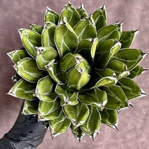 [Lj_plants]W540 суккулентное растение агава daruma.. снег . белый АО первоклассный АО прекрасный первоклассный большой АО 