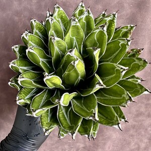 【Lj_plants】W541 多肉植物 アガベ ダルマ笹の雪 濃白株 極上株 極美極上大株