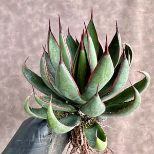 [Lj_plants]W543 agave Mangave Praying Hands/ manga be. ... hand /Ultra Rare limitation stock beautiful stock. imported goods. carefuly selected finest quality stock 
