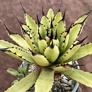 【Lj_plants】W544 多肉植物 アガベ　マクロアカンサ　Agave macroacantha 極上美株