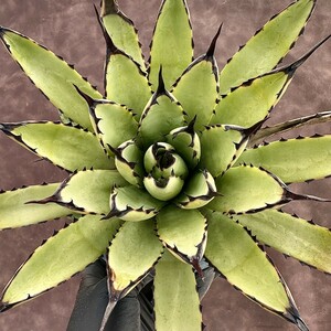 【Lj_plants】W545 多肉植物 アガベ　マクロアカンサ　Agave macroacantha 極上美株