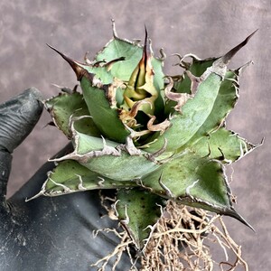 [Lj_plants]W548 agave chitanotasi- The -super caesar finest quality a little over . finest quality madness . carefuly selected finest quality beautiful stock attaching . stock including in a package 