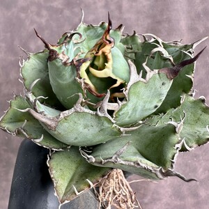[Lj_plants] W550 agave chitanota white . finest quality a little over . special selection finest quality beautiful stock 