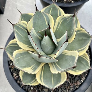 [Lj_plants] W553 agave Paris - tiger n car tao Liza ba clear . own rearing parent stock direct thread . stock very superior DNA. stock 1 stock 