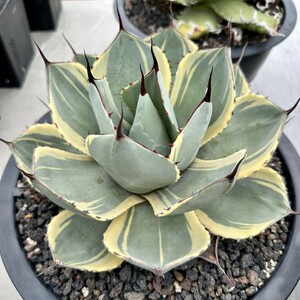 [Lj_plants] W554 agave Paris - tiger n car tao Liza ba clear . own rearing parent stock direct thread . stock very superior DNA. stock 1 stock 