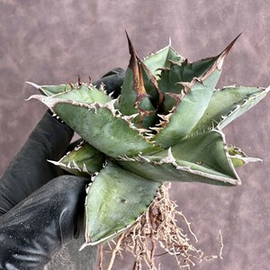 [Lj_plants] W555 agave chitanotachocolate Kiss finest quality a little over white . leaf inside .. finest quality stock 