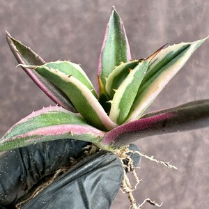 [Lj_plants]W560 agave chitanotasnagru toe s clear . finest quality . stock 