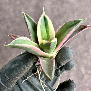 [Lj_plants]W561 agave chitanotasnagru toe s clear . finest quality . stock 