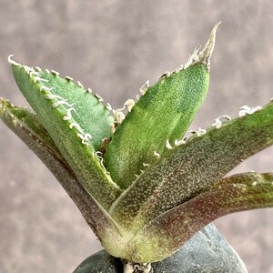 [Lj_plants]W563 agave chitanota south Africa diamond . rare . finest quality . stock 