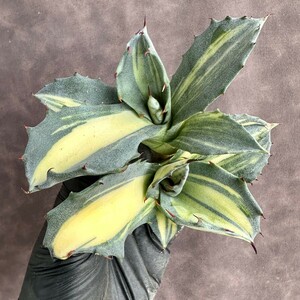 [Lj_plants] W564 суккулентное растение агава fe блокировка s. четкость . желтый средний ... прекрасный первоклассный АО 2 АО включение в покупку 