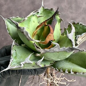 [Lj_plants]W565 очень редкий суккулентное растение агава chitanota.. первоклассный чуть более . большой . крышка super превосходящий выбор . АО хорошо. .. прекрасный первоклассный АО 
