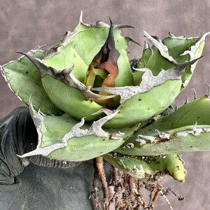 [Lj_plants]W566 ultra rare succulent plant agave chitanota.. finest quality a little over . large . cover super preeminence selection . stock good. .. ultimate beautiful finest quality stock 