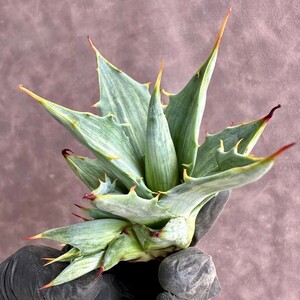 [Lj_plants]W577 agave snow De Ville finest quality .. Agave deserti v. simplex variegata Snow Devil finest quality . stock 2 head 