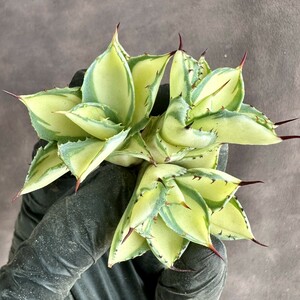 [Lj_plants]W581 succulent plant agave ... yellow middle .. stock 3 stock including in a package 