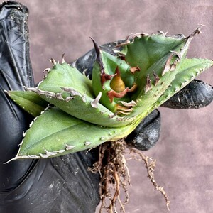 【Lj_plants】W596アガベ チタノタ キューピッド/翼竜 agave titanota Cupid 強棘 厳選極上美株 