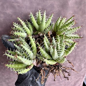 【Lj_plants】W598 株を厳選する Aloe erinacea アロエ エリナケア 極上強棘 特選極上美株 5株同梱