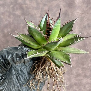 【Lj_plants】W604 多肉植物 アガベ強棘ホリダ horrida 極上強棘 極上美株
