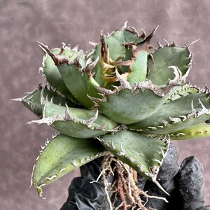 【Lj_plants】W606 特選 アガベ チタノタ フィリグリー 圓葉拇指 極上強棘 密刺 極上美株