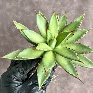 【Lj_plants】W609 多肉植物 アガベ ダイアナ 厳選極上株