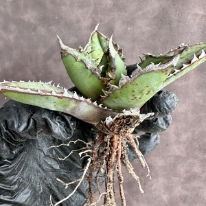 [Lj_plants]W611 agave chitanota. person peeling wasi finest quality a little over . madness . a little over white . ultimate beautiful finest quality stock 