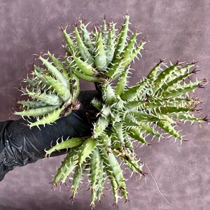 【Lj_plants】W659 株を厳選する Aloe erinacea アロエ エリナケア 極上強棘 特選極上美株 5株同梱