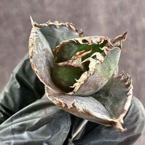 [Lj_plants] W795 valuable . rare kind agave chitanota.... finest quality a little over . most . special . goods kind finest quality . stock 1 stock 