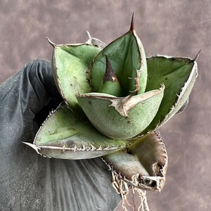 [Lj_plants]W821 limitation special selection stock agave chitanota real raw carefuly selected stock meat thickness lamp shape . leaf shape short leaf . meat thickness! rare stock selection . stock 