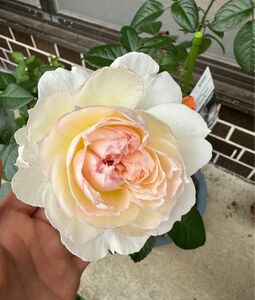 バラ苗 ボレ* 薔薇 白いバラ ピンクバラ ロゼット咲き 挿木苗11