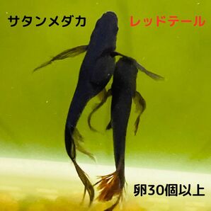 サタンメダカの卵30個＋α