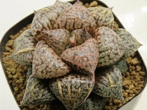 ■[Y073]紅孔雀×海皇　実生　未繁殖　ヤマト運輸 【多肉植物　Haworthia　ハオルチア　ハオルシア】