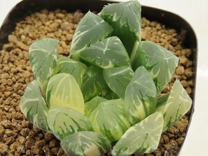 ■[Y039]Jオブツーサ　ヤマト運輸 【多肉植物　Haworthia　ハオルチア　ハオルシア】