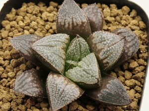 ■[Y035]銀嶺　ヤマト運輸 【多肉植物　Haworthia　ハオルチア　ハオルシア】