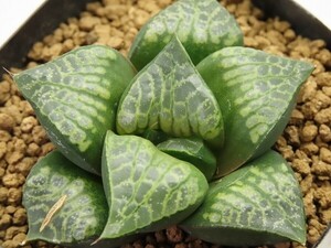 ■[Y012]唐草獅子　ヤマト運輸 【多肉植物　Haworthia　ハオルチア　ハオルシア】