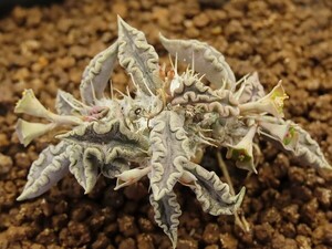 ■[Y150]tulearensis　トゥレアレンシス　実生苗　ヤマト運輸 【多肉植物　Euphorbia ユーフォルビア】