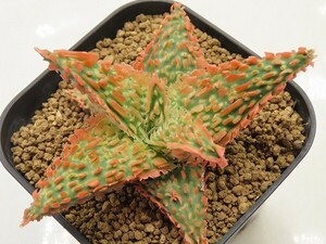 ■[Y108]TCT Hybrid　Seedling　3月輸入　ヤマト運輸 【多肉植物　Aloe　アロエ】