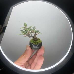  super rare?..zmi deep mountain sea . legume bonsai . tree 10 year rom and rear (before and after) small futoshi stock .. mini bonsai small bonsai miniature ...