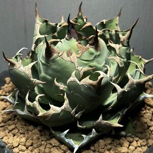  excellent .. agave chitanota special selection a little over . white .. stock 1 stock 