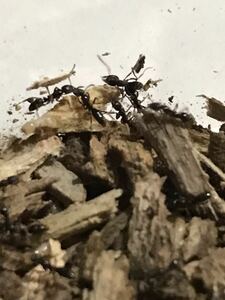 オオハリアリ女王蟻1匹と働きアリ30匹程度+ヤマトシロアリ200匹以上