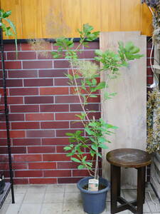 送料込み　鉢花　スモークツリー　フレーム　1　約130センチ