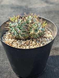 ゼブラホリダ 鉢ごと発送 ユーフォルビア Euphorbia horrida