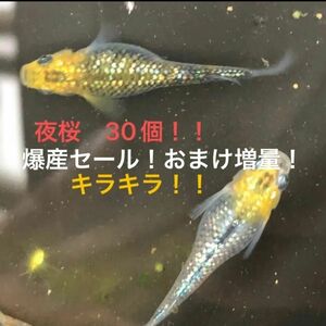 爆産セールにつきおまけ更に増量します。夜桜メダカ卵　30個（25個プラス5個）　ラメラメ　画像は無加工です！！