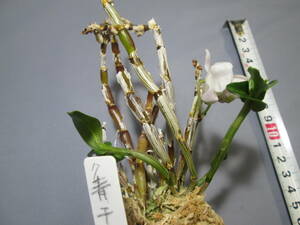 mo. круг луговые и горные травы длина сырой орхидея Dendrobium moniliforme синий тысяч птица 