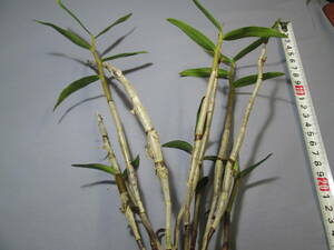 mo. круг луговые и горные травы длина сырой орхидея Dendrobium moniliforme земля ..
