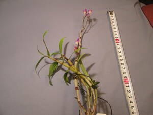 mo. круг луговые и горные травы длина сырой орхидея Dendrobium moniliforme ..