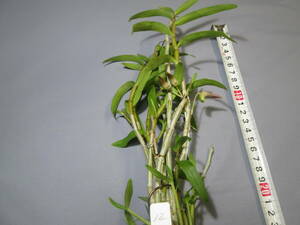 mo. круг луговые и горные травы длина сырой орхидея Dendrobium moniliforme Seto 