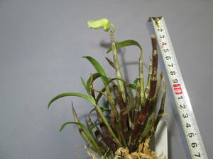 mo. круг луговые и горные травы длина сырой орхидея Dendrobium moniliforme .. зеленый 