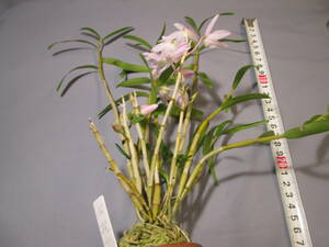 mo. круг луговые и горные травы длина сырой орхидея Dendrobium moniliforme .. Dendrobium moniliforme 
